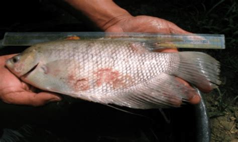 Hama Dan Penyakit Ikan Nila Jenis Penyebab Gejala Dan Cara Pencegahan