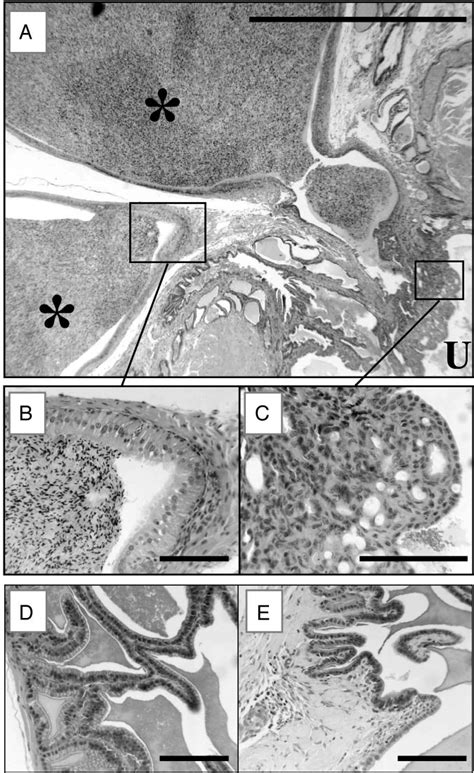 Histology Of The Accessory Sex Glands Of 6 Month Old Hcg Mice A Download Scientific Diagram