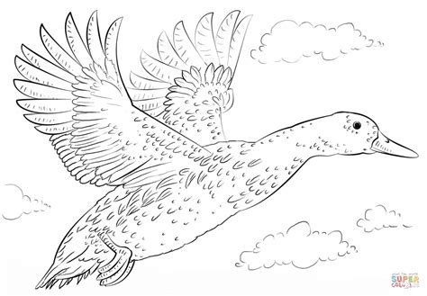 Mallard Duck In Flight Coloring Page Free Printable Coloring Pages