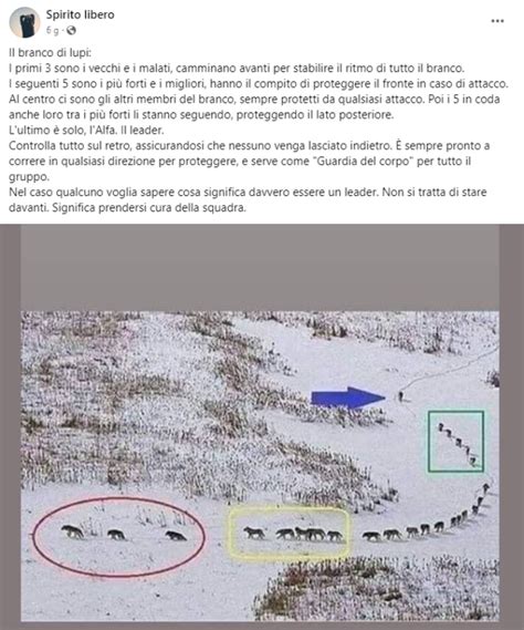 No Questo branco di lupi non è disposto come in foto per proteggere i