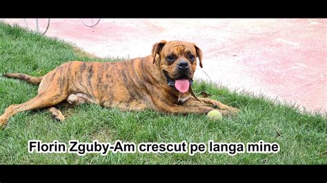 Florin Zguby Am Crescut Pe Langa Mine Youtube