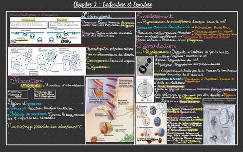 Endocytose Et Exocytose G N Ralit Chapitre Endocytose Et