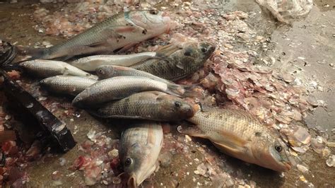 Amazing Tasty Bata Silber Carp Fish Cutting Live In Fish Market 6