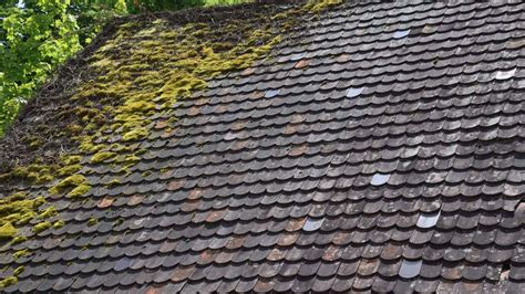 How Do Moss And Algae Contribute To Roof Depreciation Proactive