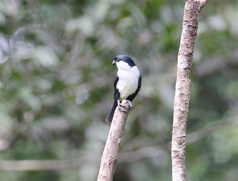 Philippine Falconet Microhierax Erythrogenys Bislig Mi Flickr