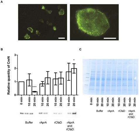 A Cnrn Localization Was Determined By Staining Myc Tagged