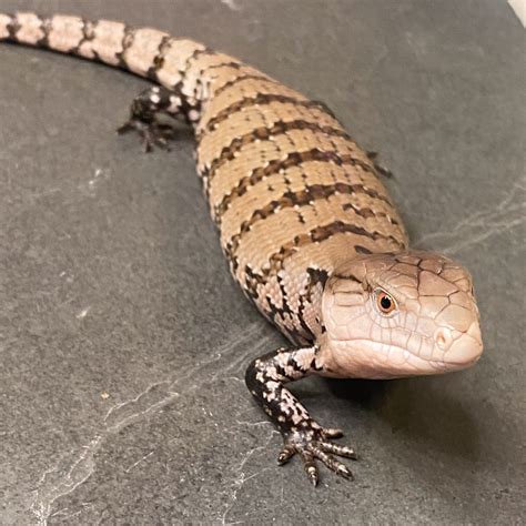 captive bred merauke blue tongue skink tanimbar blue tongued skink