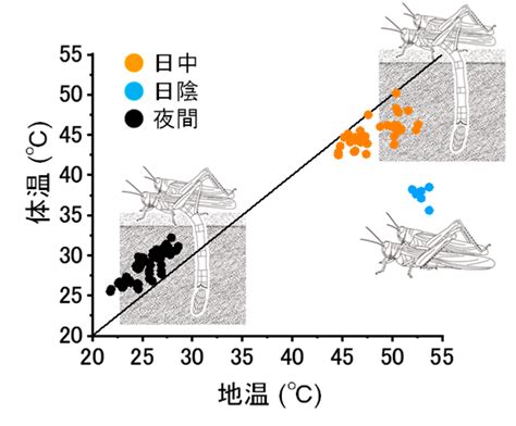 サバクトビバッタの砂漠に適応した産卵行動を解明―高温下ではオスが「日傘」となりメスの産卵を保護― 国立研究開発法人 国際農林水産業研究