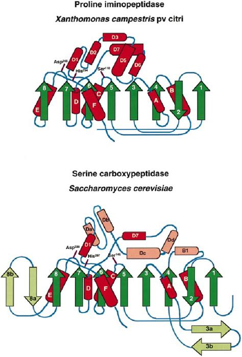 Topology Diagram Of The Polypeptide Fold Of Xcpip Top And Ysc