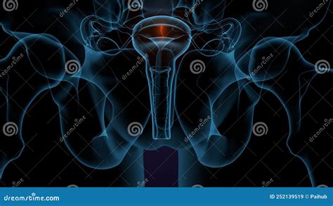 3 ª Ilusión De Anatomía Del Sistema Reproductivo Femenino Stock de