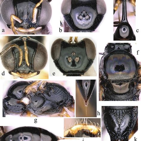 Features Of Corydiinae Species Polyphaga Plancyi A Male Pronotum Download Scientific