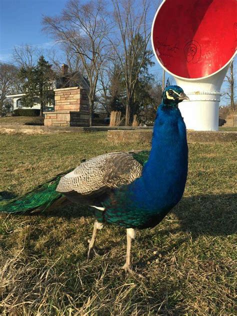 Jacob The Peacock Lives In New Richmond Ohio 2016 New Richmond Ohio Richmond Critter