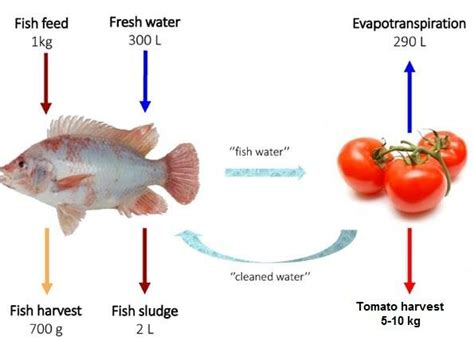 Mass Balance Of The Aquaponics System Download Scientific Diagram