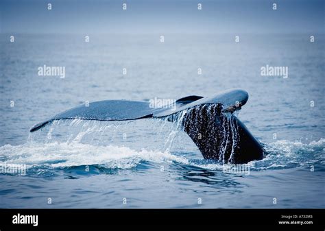 Whale s fluke Stock Photo - Alamy