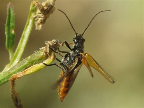 Oedemera Simplex Oedemeridae False Blister Beetles Flickr