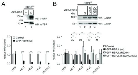 Reconstitution Of Notch Target Gene Repression In RBPJ Knockout Cells