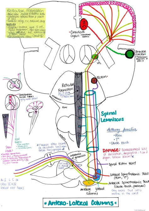 My Notes for USMLE | Medical anatomy, Medical school studying, Medicine ...