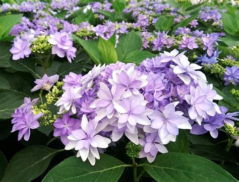 5 new hydrangea varieties to grow in your garden | Hydrangea varieties ...