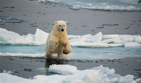 Polar Bear Dinner: An extraordinary documentary on Channel 4 | Express ...