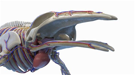 Humpback Whale Anatomy Rigged model - TurboSquid 2131389