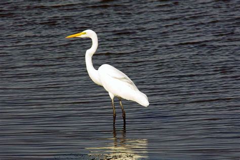 TAKE A WALK ON THE WILD SIDE: Do you know the differences between herons, egrets and cranes?