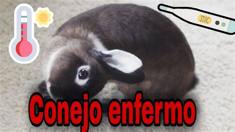 Síntomas de un conejo enfermo YouTube