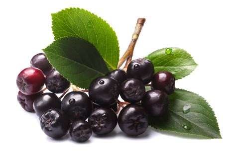 Aronia