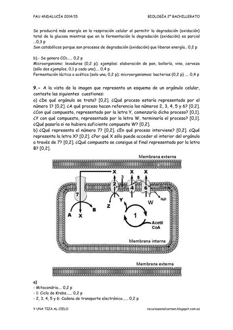 Biologia Pau Andalucia Citolog A Pdf