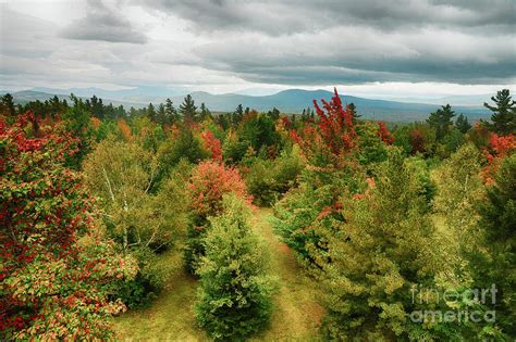 Fall Foliage Photograph By Jonathan Lingel Fine Art America