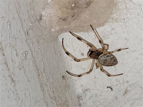 African Hermit Spider From Parada Biociencias Butant S O Paulo Sp