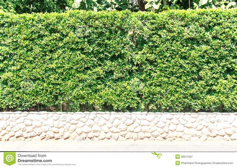 Shrubbery Clipart 20 Free Cliparts Download Images On Clipground 2024