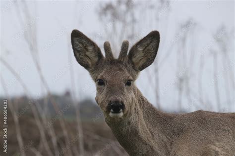 Zwierzak Ssak Dzika Natura Jelonek M Ody Jelonek Rodowisko