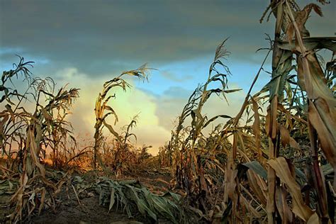 Dying Crops Stock Photos Pictures And Royalty Free Images Istock