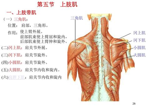 运动解剖学肌肉word文档在线阅读与下载无忧文档