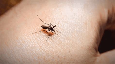 Buncombe County Health Officials Warn Of Mosquito Borne Illness Risk