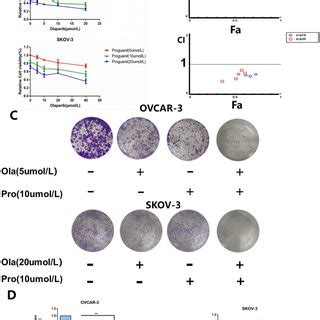 Effects Of Olaparib Combined With Proguanil On Proliferation And