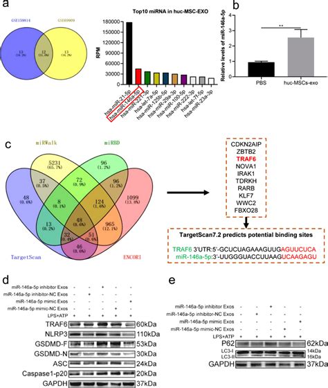 Huc Mscs Derived Exosomes Inhibited Pyroptosis And Increased Autophagy Download Scientific