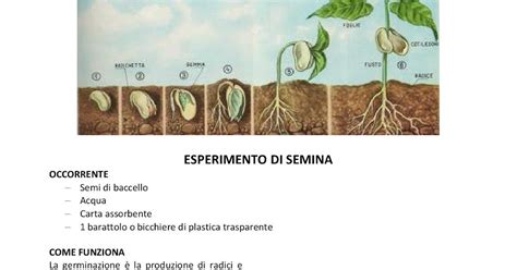 Appunti Di Tecnologia Classi Seconde LABORATORIO SULLA GERMINAZIONE