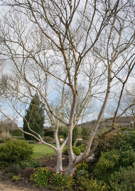 Betula Ermanii Tree Hillier Trees