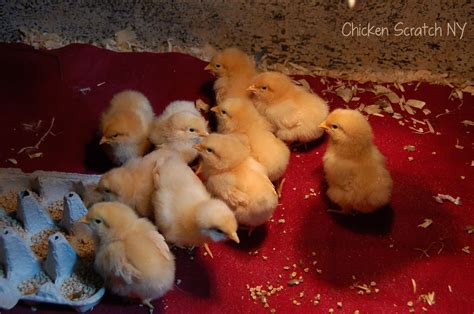 Tractor Supply Chickens And Ducks Breed Information