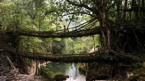 A 'living root bridge' in Meghalaya, India, grown and woven from large trees. : pics