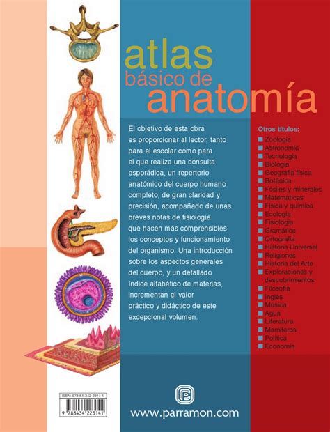 Atlas Básicos De Anatomía By Jose Carlos Escobar Issuu