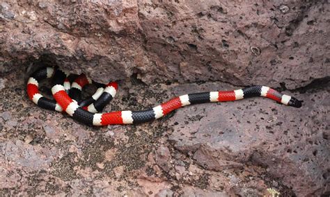 Arizona Coral Snake - A-Z Animals