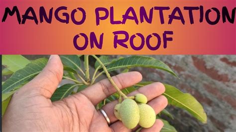 Rooftop Mango Plantation Gardening छत पर आम के पेड़🌳 का आनंद Youtube