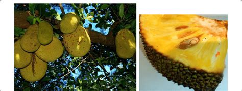 Artocarpus Heterophyllus Lam - Artocarpus heterophyllus Lam (Jackfruit). Source: Wikipaedia | Download ...