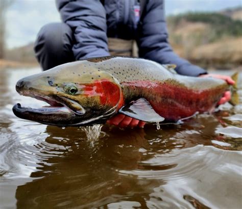 What Is The Difference Between Rainbow Trout And Steelhead Trout Got