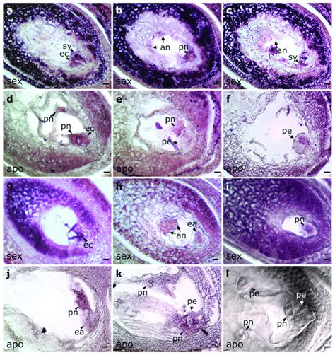 Rna In Situ Hybridization Of Pniaa30 Transcripts In Ovaries From Sexual Download Scientific