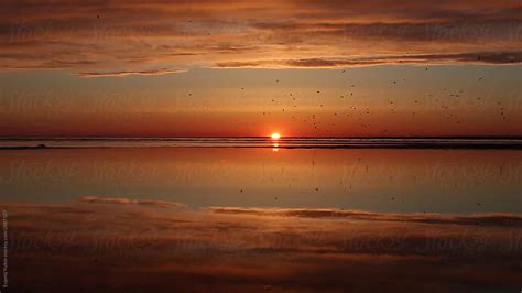 Flock Of Birds At Sunset Del Colaborador De Stocksy Evgenij Yulkin