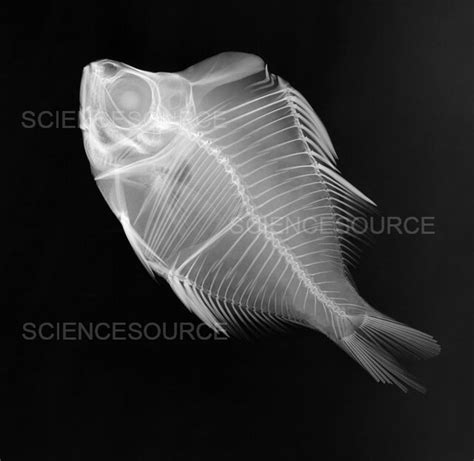 Photograph X Ray Of A Humphead Glassfish Science Source Images