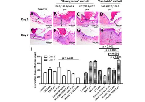 The Thickness Of The Granulation Tissue Following Three Layer Scaffold Download Scientific